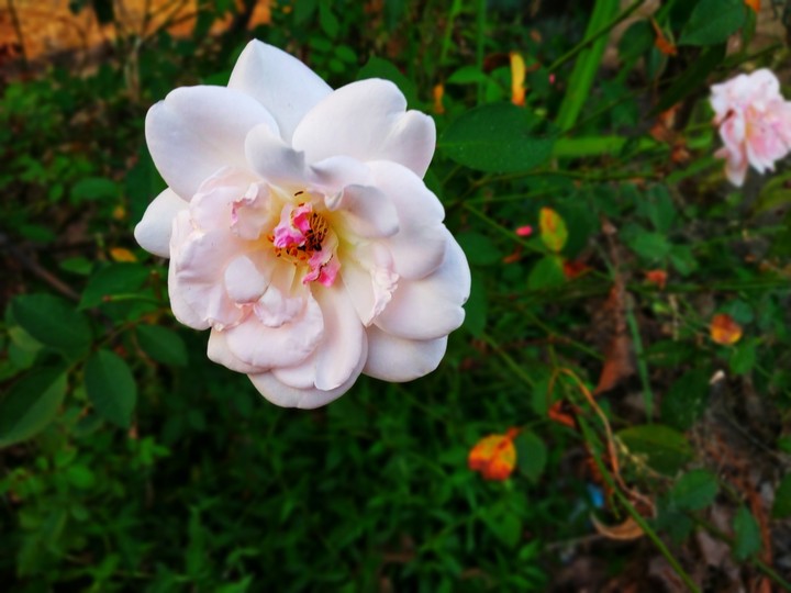 Beauty of White Rose