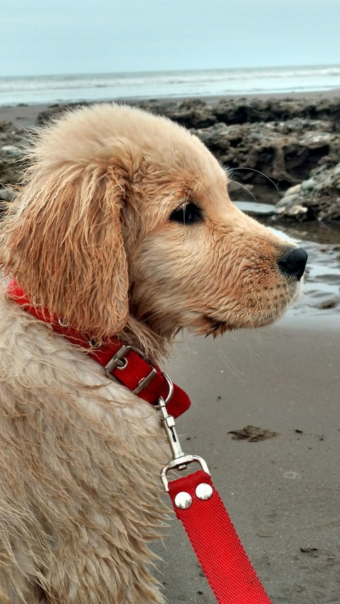 Bonnie