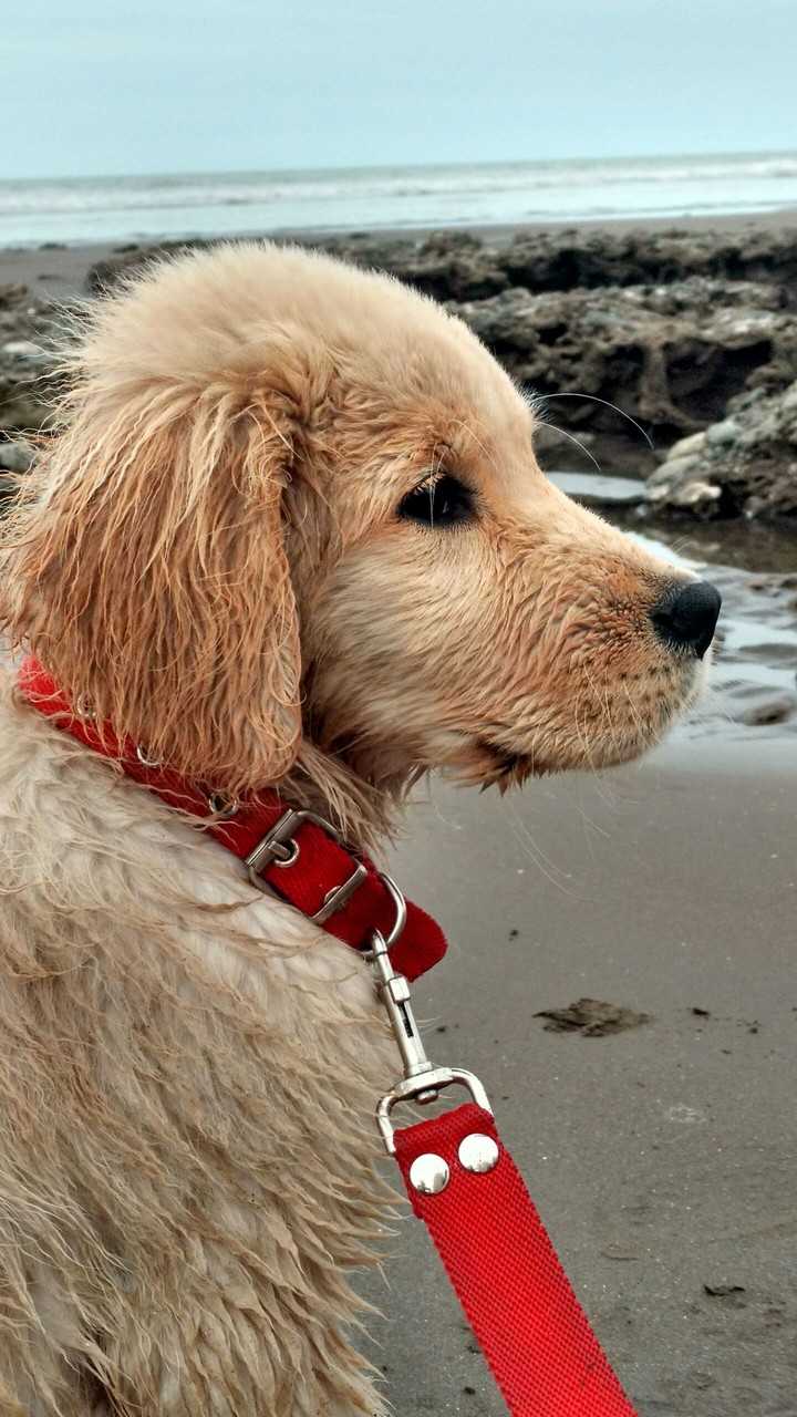 Bonnie