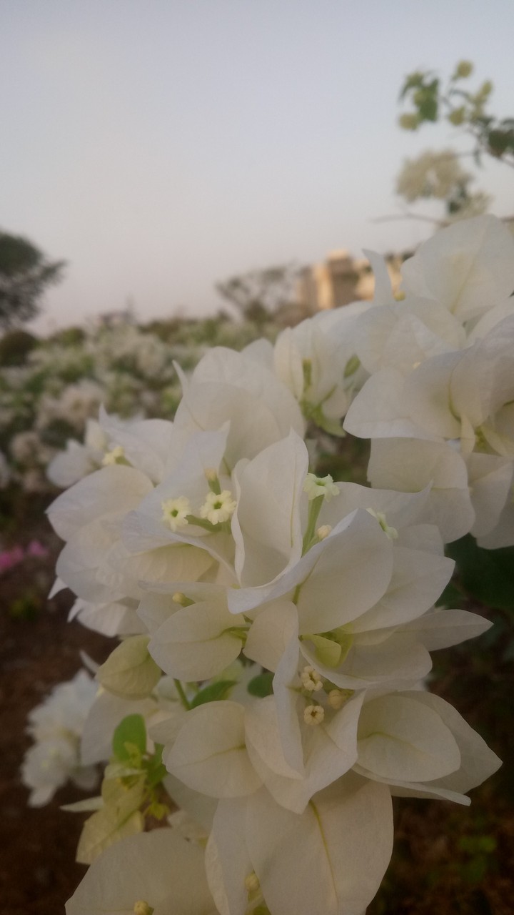 flowers