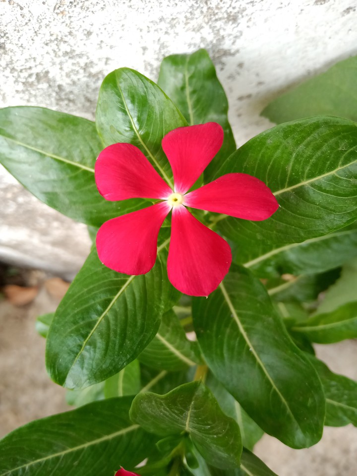 red little
