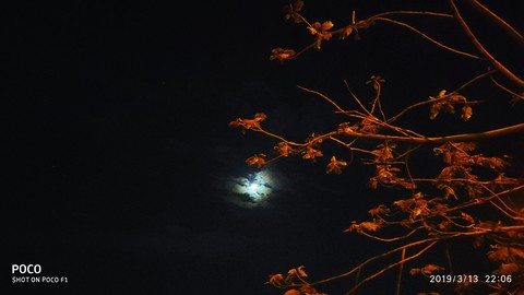 night sky and tree