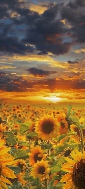 Nature.