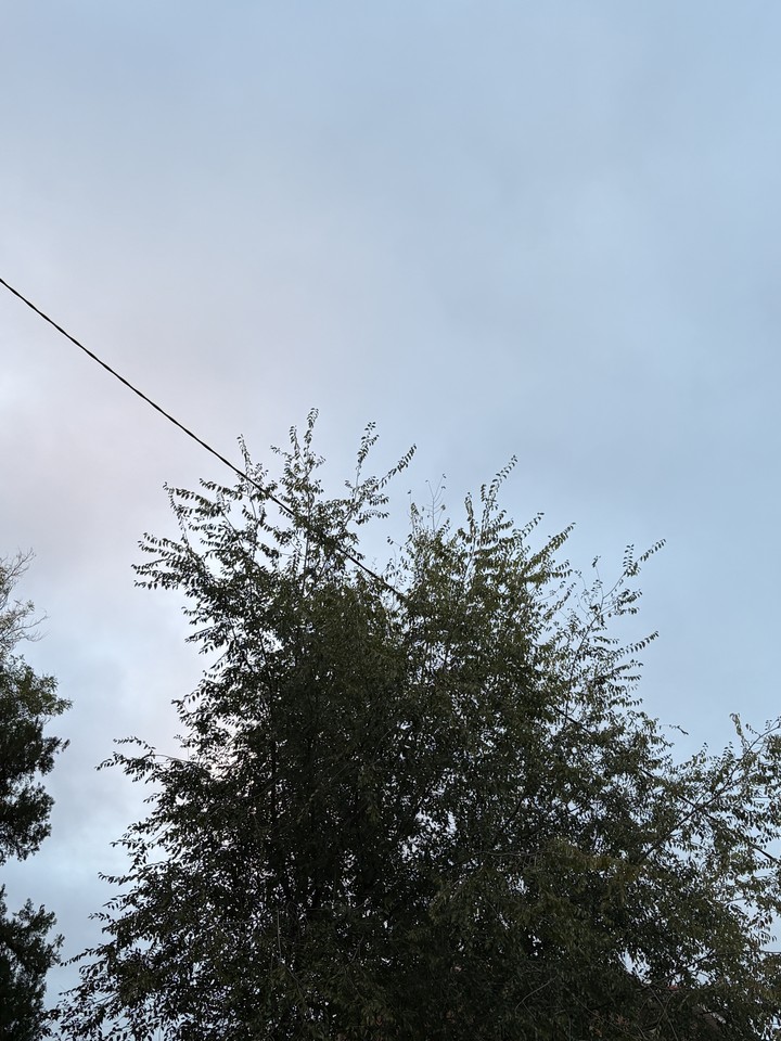 Wire, nature Hintergrundbilder