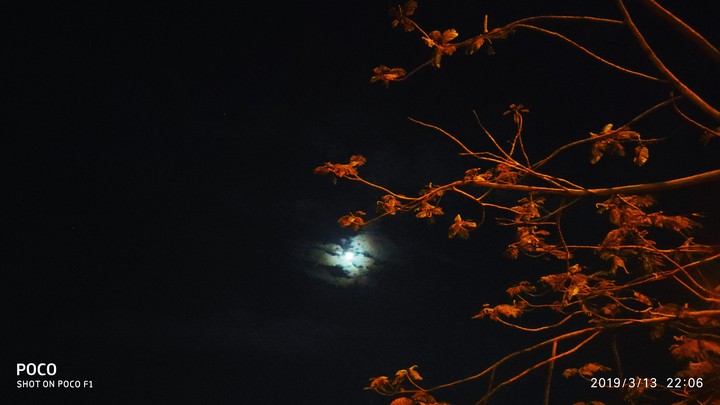 night sky and tree