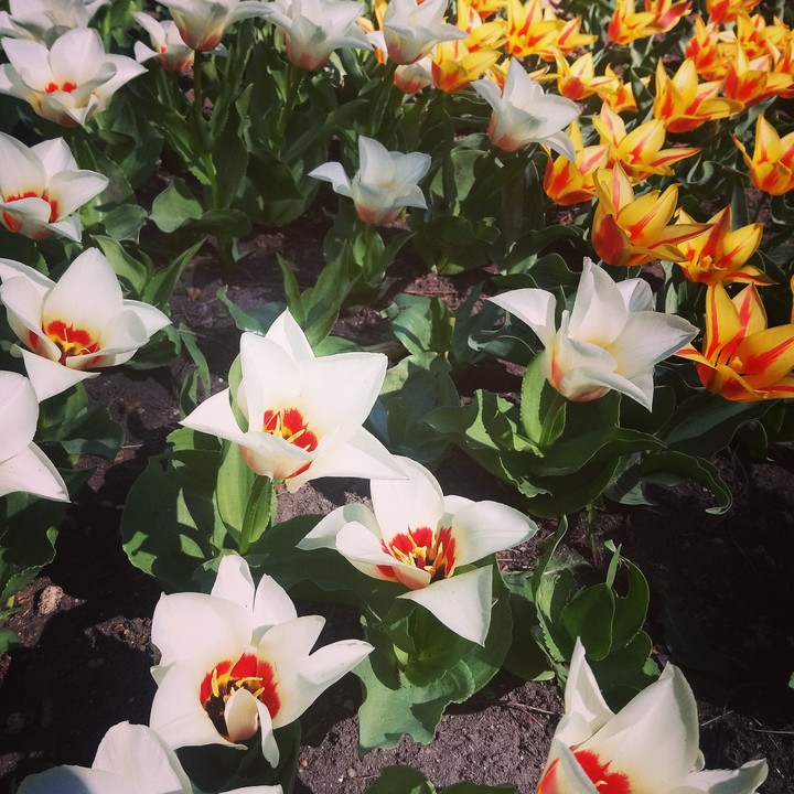 spring2019