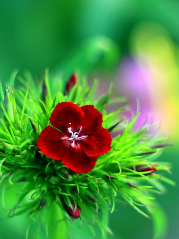 Carnation