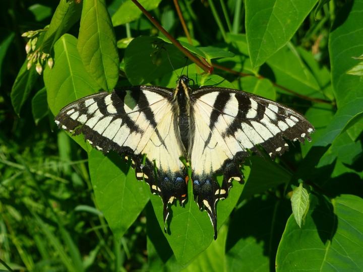 Beautiful butterfly