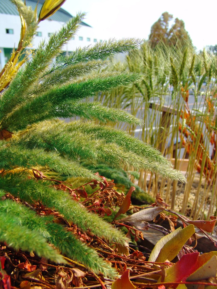 Plant
