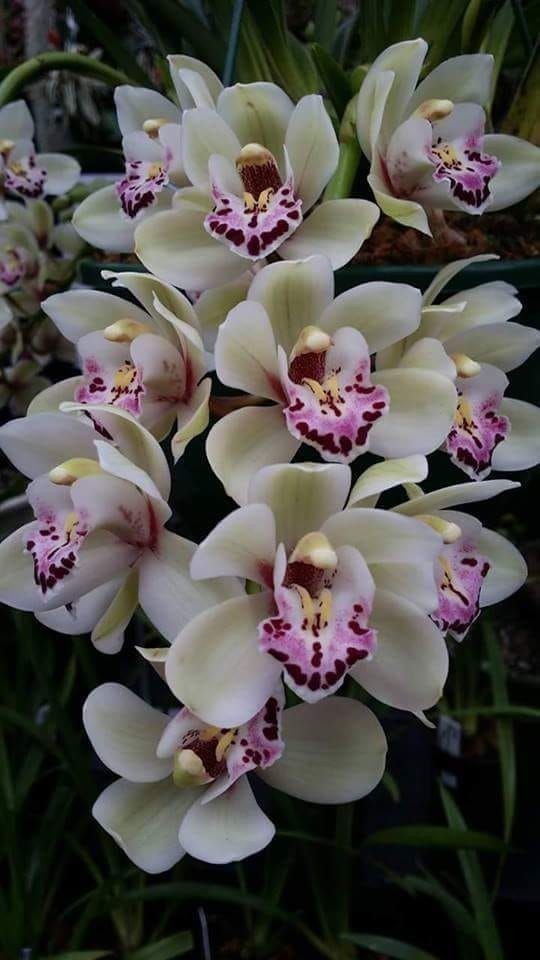 orchid