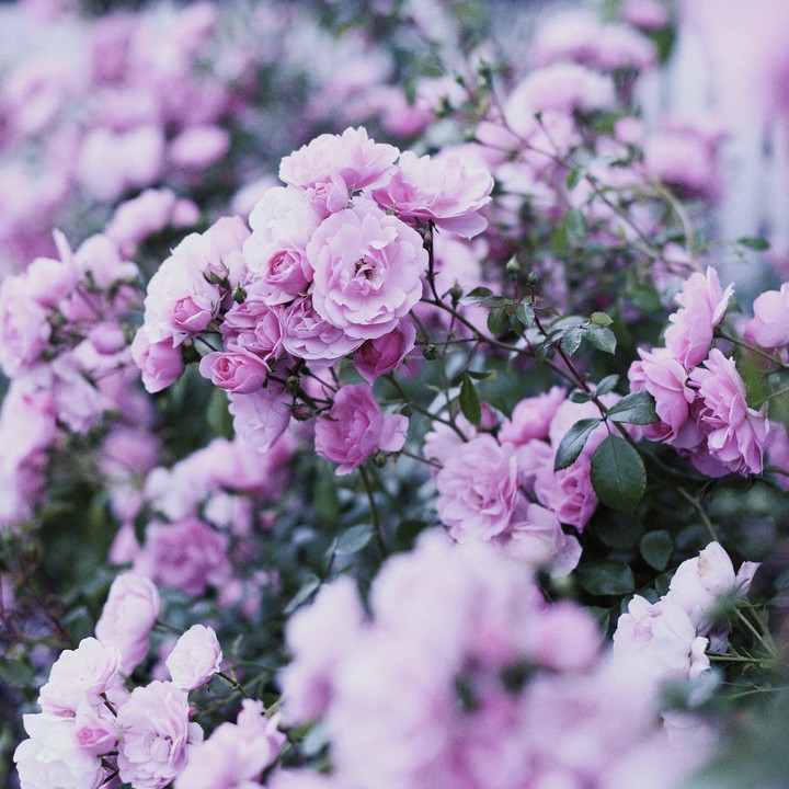 Beauty inside