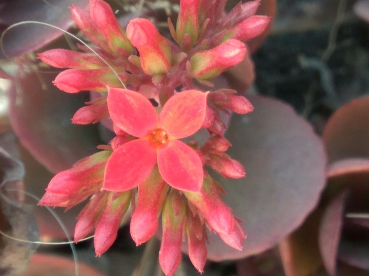 red flower 5