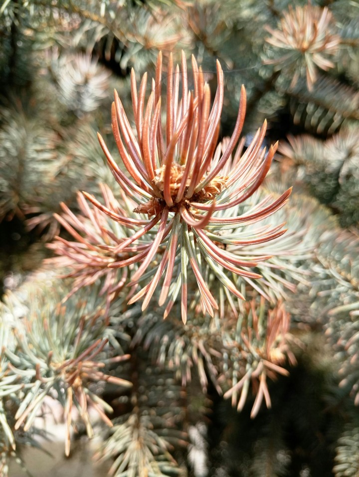 обои 