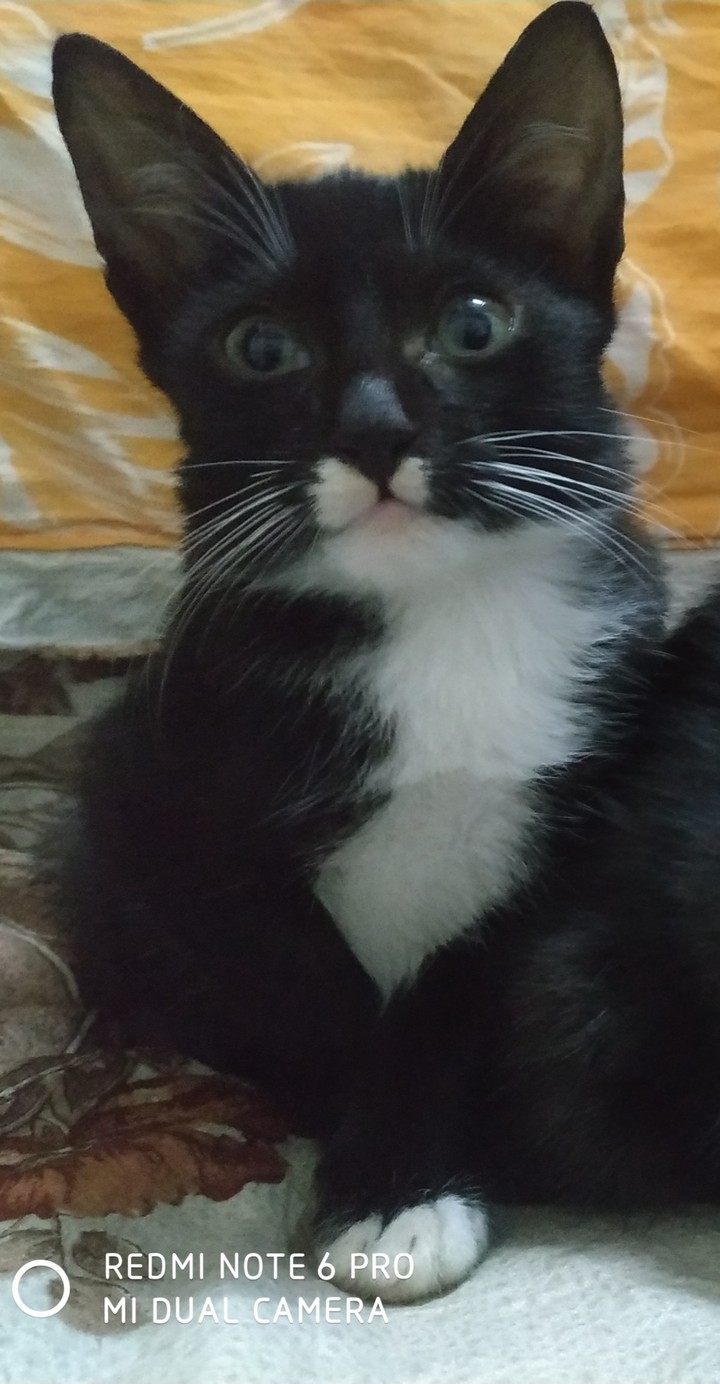 Mickey