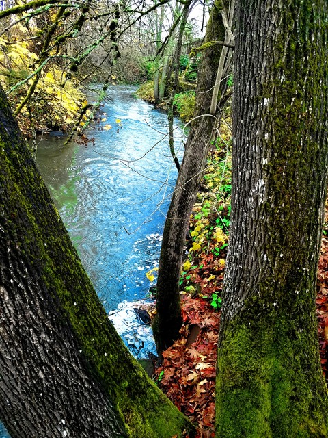 Autumn Creek Bank