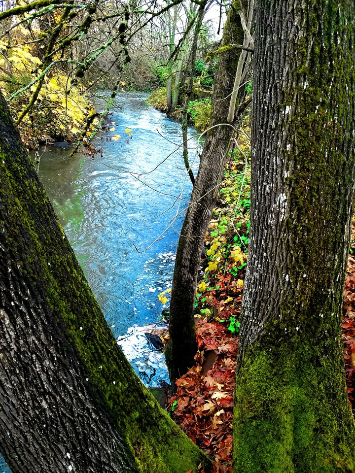 Autumn Creek Bank