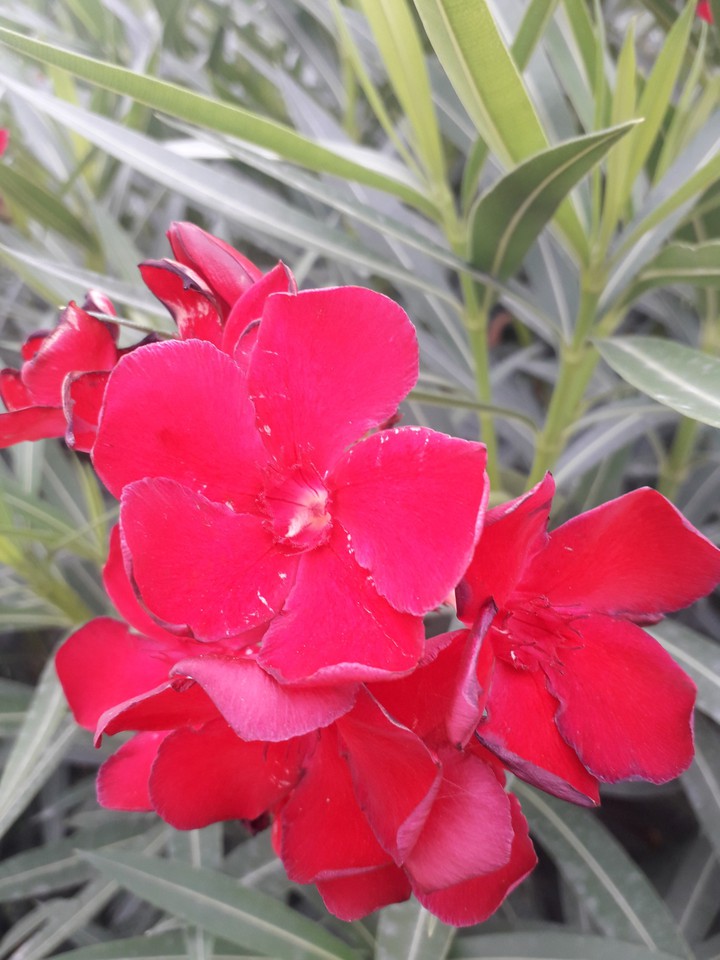 the last summer flowers