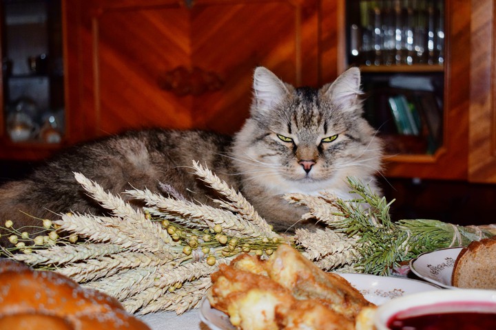 Christmas Cat =)