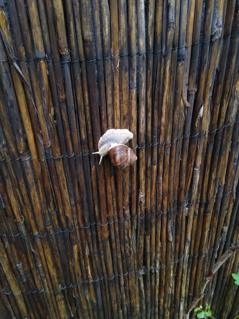 snail