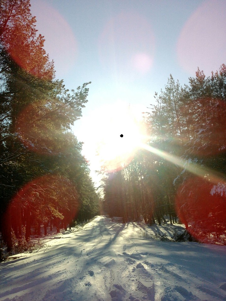 зимний лес