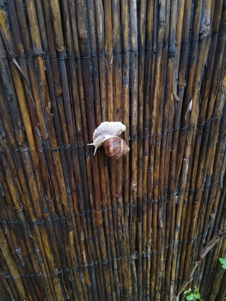 snail