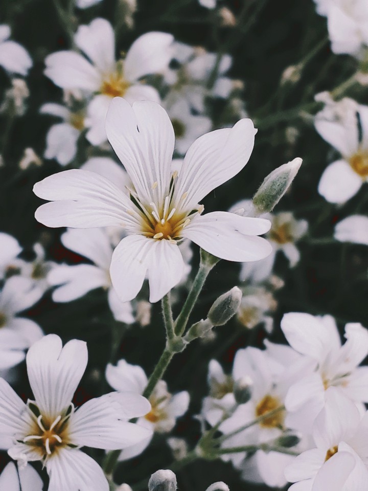 flower