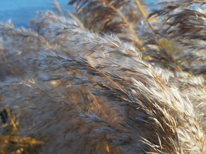 shaggy reed