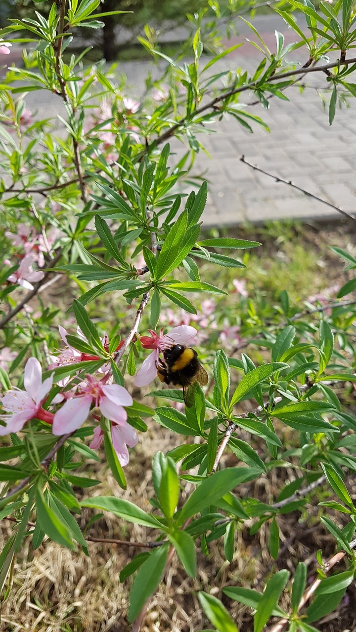 bumblebee