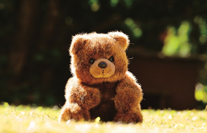 Bear Teddy