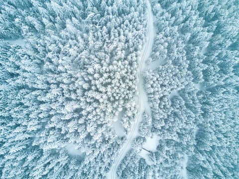 tree, azure wallpapers
