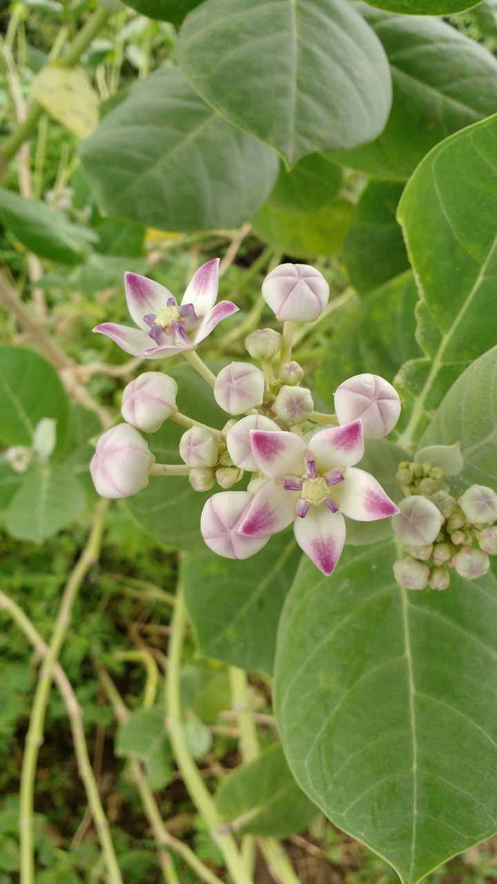 nature