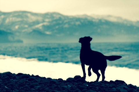 тапети canidae, black
