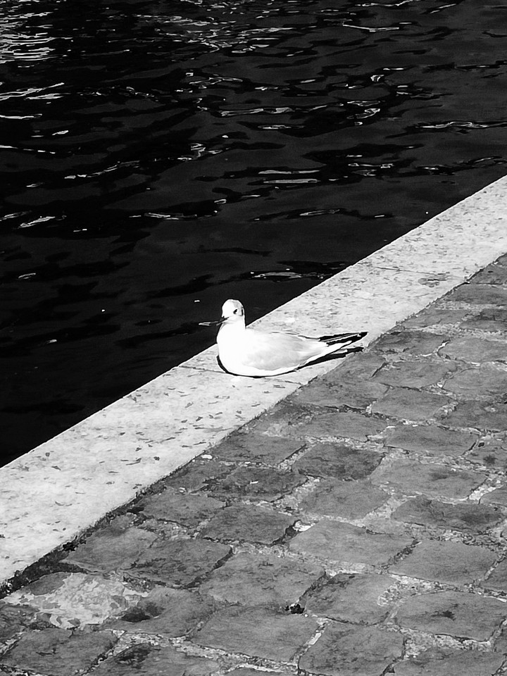 Möwe