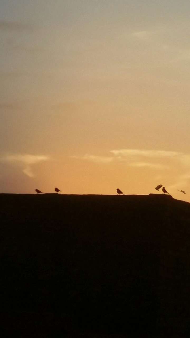 Birds.