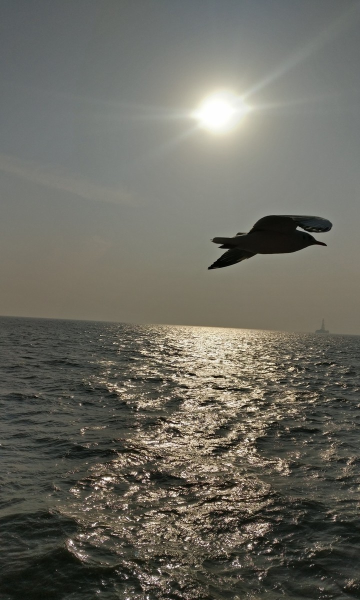 Sun set, seagull