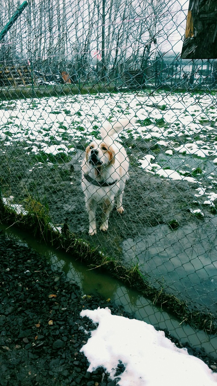 dog