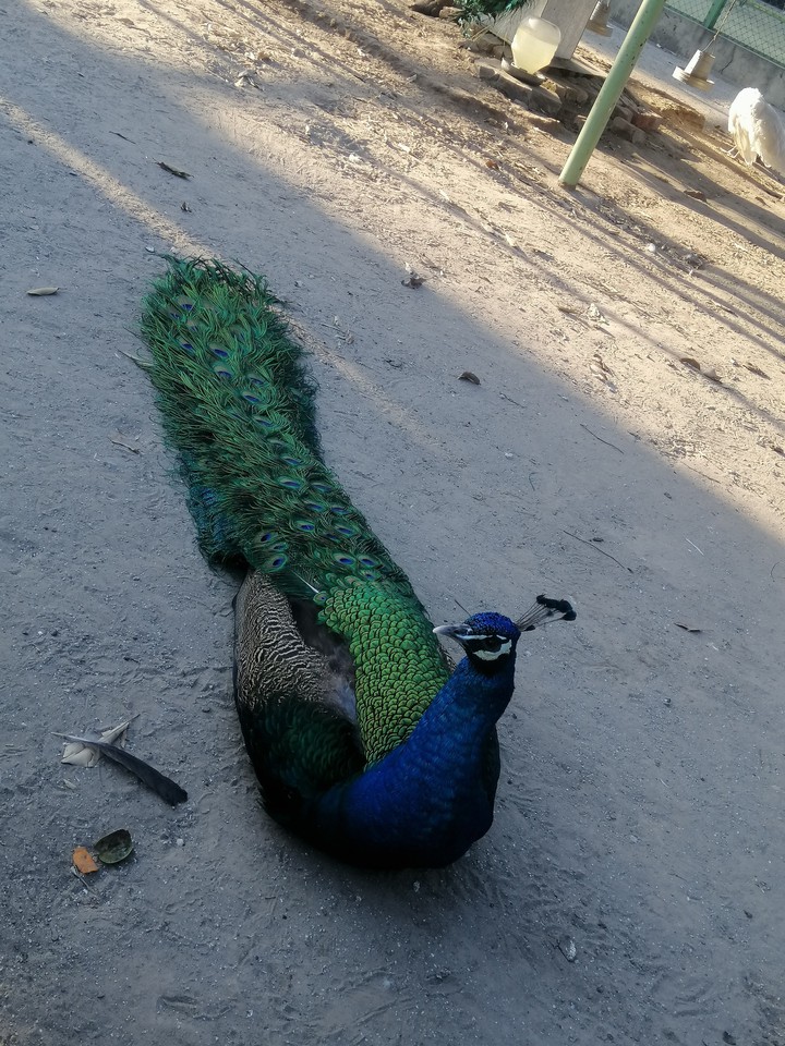 peacock