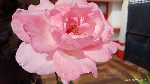 Fleur❤