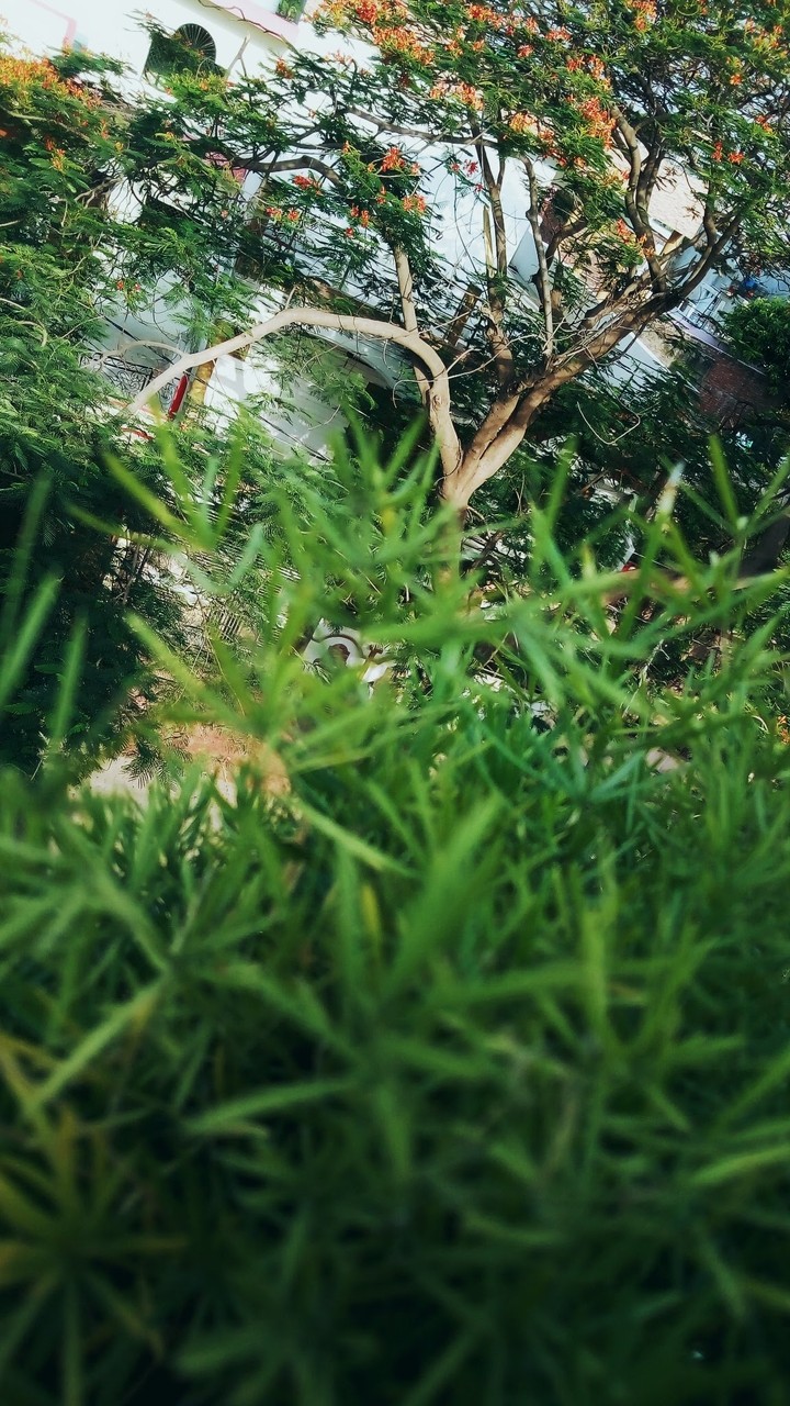nature