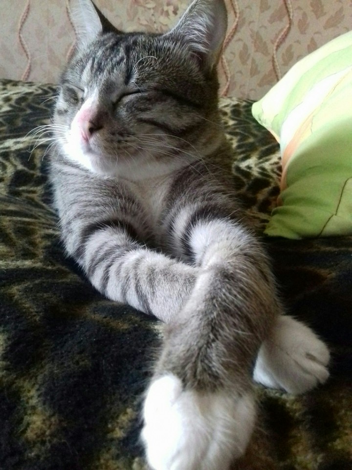 мой котик