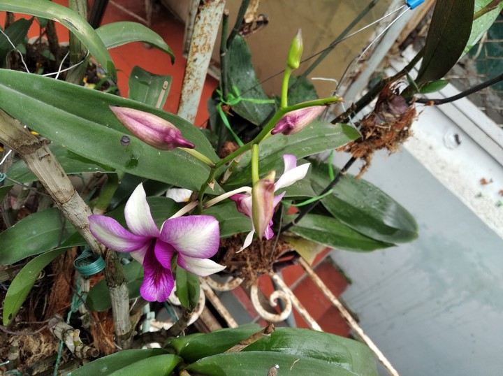My orchids