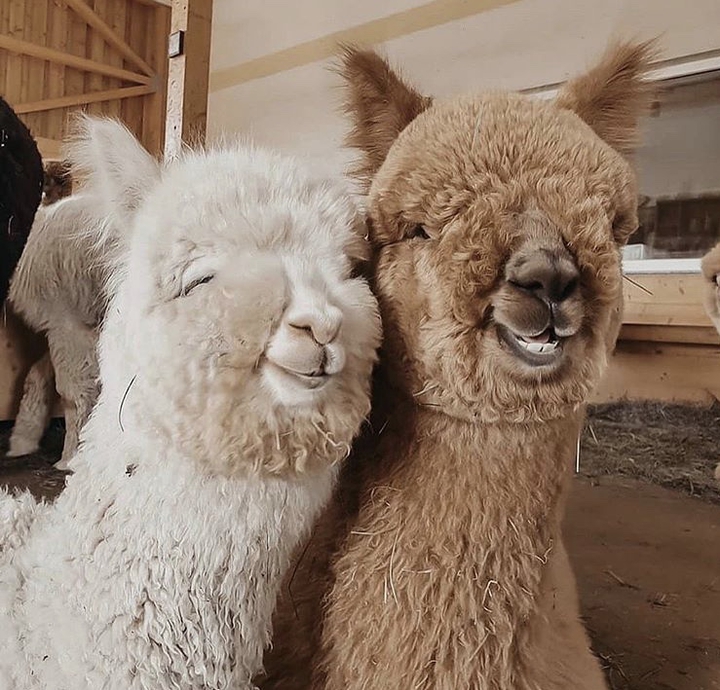 #lama