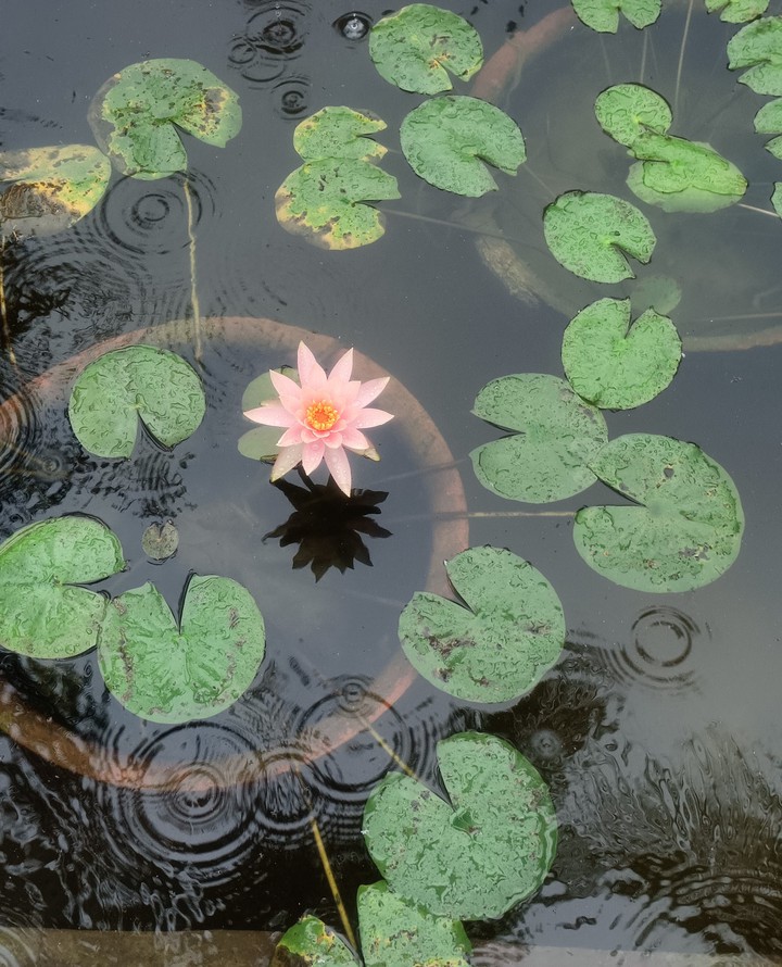 May I live like lotus at ease in muddy water