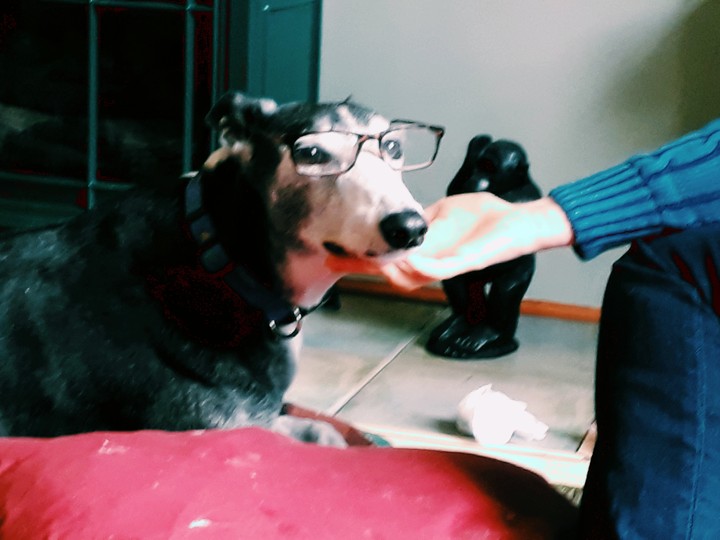greyhound