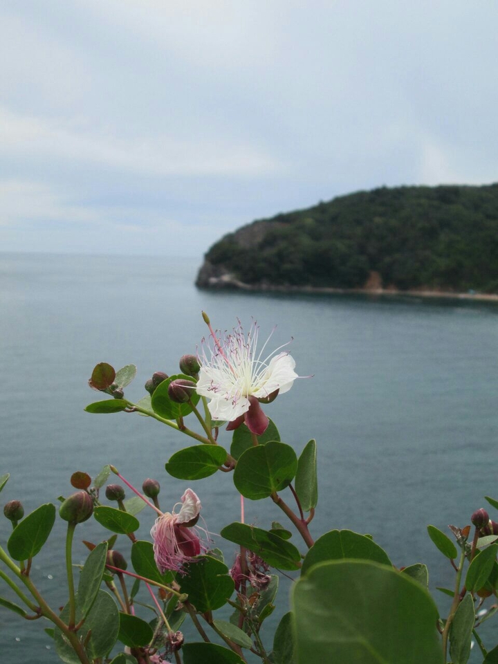 Budva