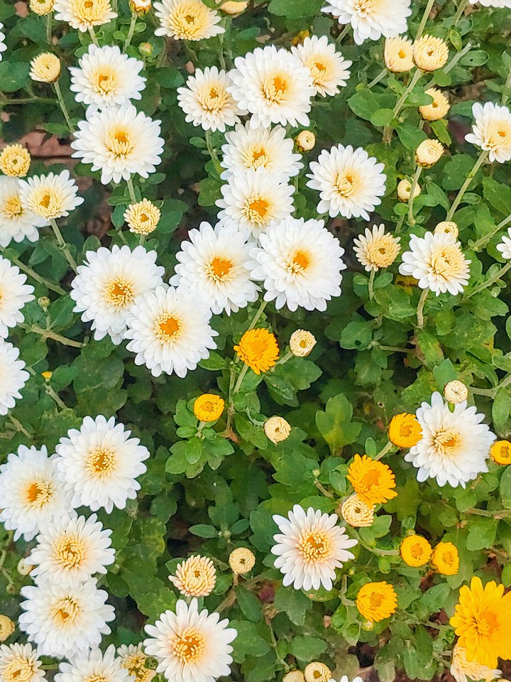 mum's bloomed