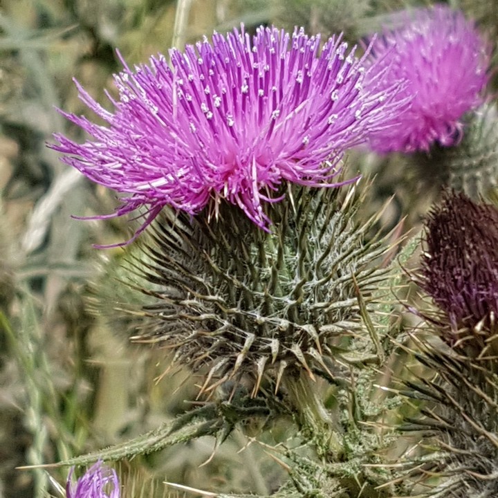 Thistle in Edinburgh