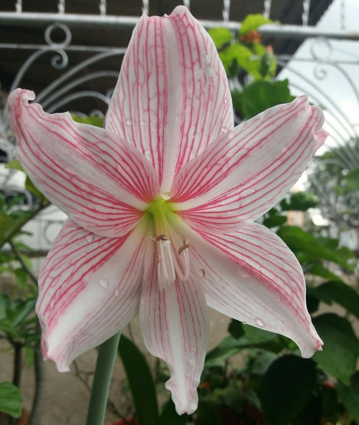 my pink lily