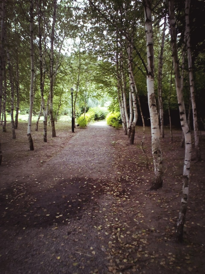 Magic forest