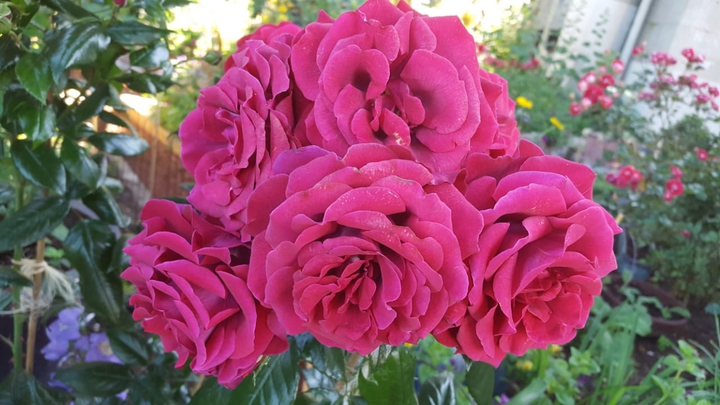 Roses